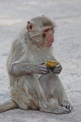 Monkey,  it is in Thai park,  Thailand Asia.