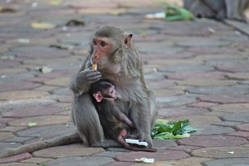 Monkey,  it is in Thai park,  Thailand Asia.