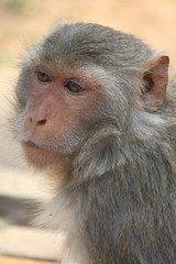 Fototapeta premium Monkey, it is in Thai park, Thailand Asia.