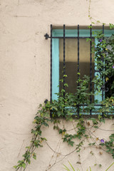 Fototapeta na wymiar Ivy grows on the iron bars of a window