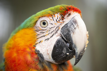 Close up of the macaw bird.