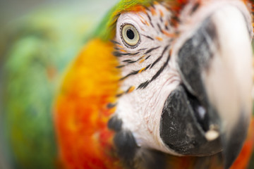 Close up of the macaw bird.