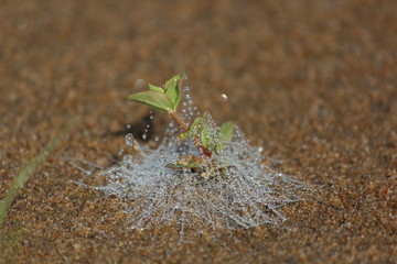 Dewy web on sprout