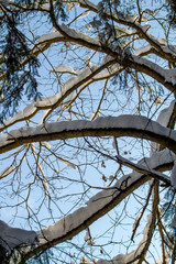 Snow on tree branches in the forest in winter in February