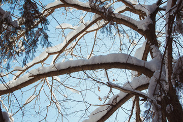 Snow on tree branches in the forest in winter in February