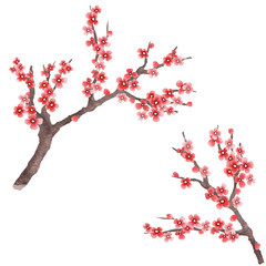 Obraz premium Sakura branches as design element. Spring sakura in hand drawn watercolor style. Flowering branch isolated on white background 