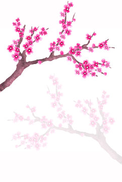 Sakura branches as design element. Spring sakura in hand drawn watercolor style. Flowering branch isolated on white background
