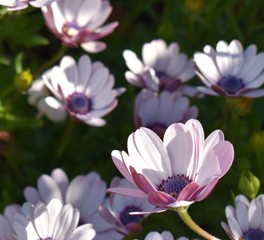 closeup of an african daisy with violet hues