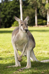 Kangaroo outside during the day time.