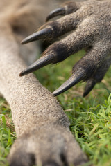 Kangaroo outside during the day time.
