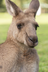 Kangaroo outside during the day time.