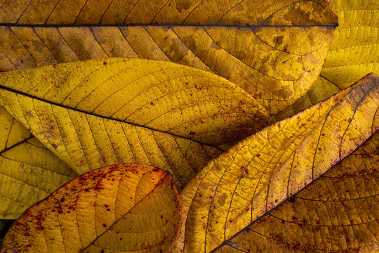 Autumn background of yellow leaves close up