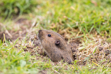 Valley Pocket Gopher (Thomomys bottae) emerging from the burrow. San Francisco, California, USA.