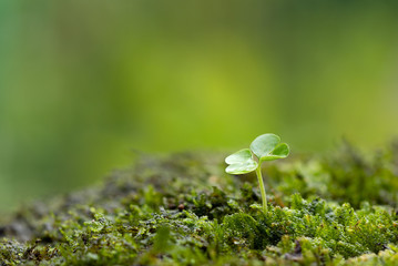 Close up of a young plant sprouting from the tropical green ground with green bokeh background
