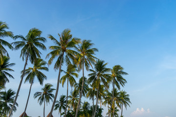 coconut trees on blue sky background