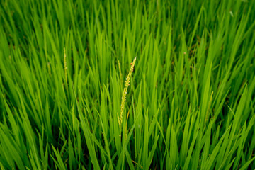 Fototapeta na wymiar first single of ear of paddy rice on green rice fields