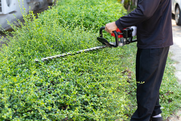 Home and garden concept. Hedge trimmer in action. Bush trimming work. Shrubs pruning. Gardening and cutting activities.
