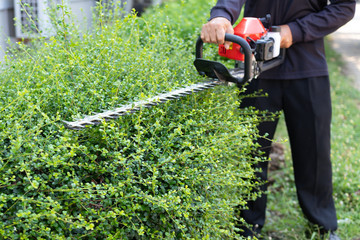 Home and garden concept. Hedge trimmer in action. Bush trimming work. Shrubs pruning. Gardening and cutting activities.