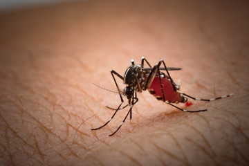 Aedes aegypti Mosquito. Close up a Mosquito sucking human blood,Mosquito Vector-borne diseases,Chikungunya.Dengue fever.Rift Valley fever.Yellow fever.Zika.Mosquito on skin