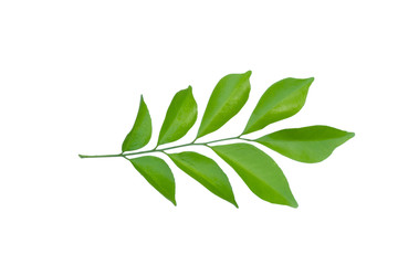 collection of green tree leaves isolated on white background