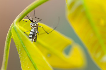Aedes aegypti Mosquito. Close up a Mosquito on leaf,