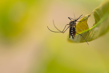 Aedes aegypti Mosquito. Close up a Mosquito on leaf,