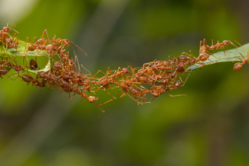 Ant action standing.Ant bridge unity team,Concept team work together