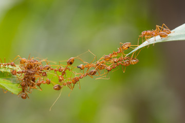 Ant action standing.Ant bridge unity team,Concept team work together