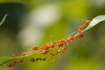 Ant action standing.Ant bridge unity team,Concept team work together