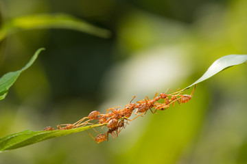 Ant action standing.Ant bridge unity team,Concept team work together