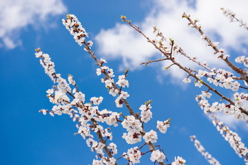 Beautiful gentle flowering tree in the garden. Apple-tree color. April flowering branches of a fruit garden. Buds on a tree branch. The first spring flowering of the garden.

