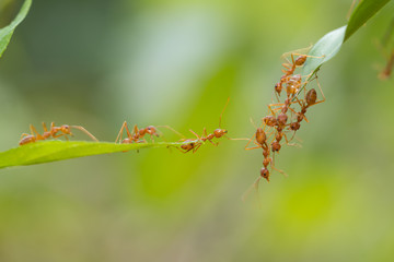 Ant action standing.Ant bridge unity team,Concept team work together