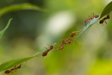 Ant action standing.Ant bridge unity team,Concept team work together