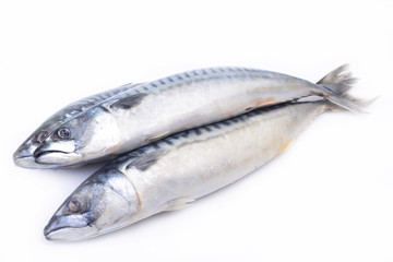 Fish mackerel