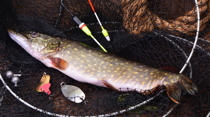 Fishing on a pike