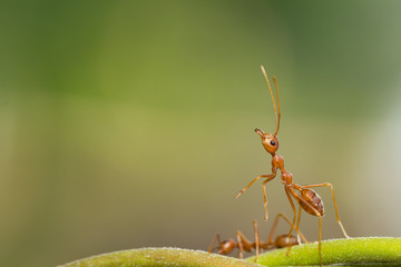 Ant action standing on green blur background,design for natural background