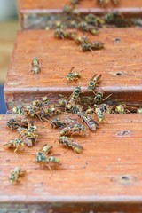 Common Large Paper Wasps in Brisbane, Australia