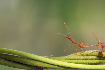 Ant action standing on green blur background,design for natural background