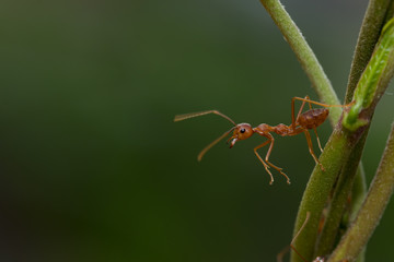 Ant action standing on green blur background,design for natural background