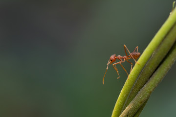 Ant action standing on green blur background,design for natural background