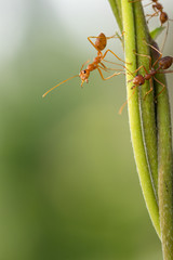 Ant action standing on green blur background,design for natural background