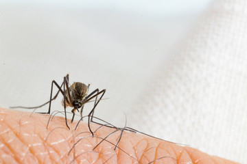Aedes aegypti Mosquito. Close up a Mosquito sucking human blood,