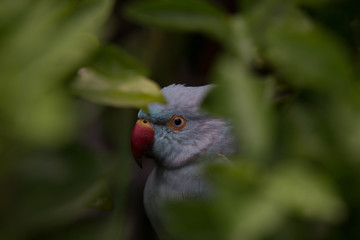 Family pet hiding in bush