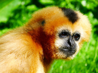 Gibbon