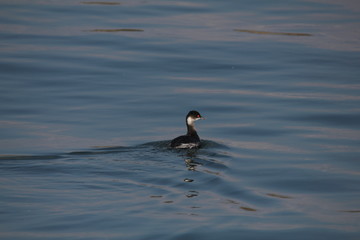 ハジロカイツブリ