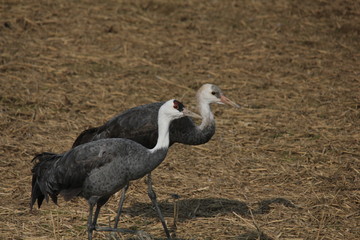 ナベヅルの親子