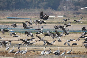 鶴の群れ