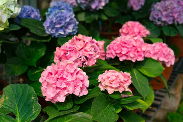 ydrangea flower, Hortensia flower, background.