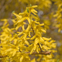 Forsythien, Forsythia, Blüten