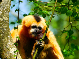 Gibbon